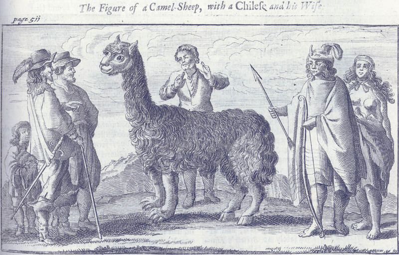 Engraving of a llama