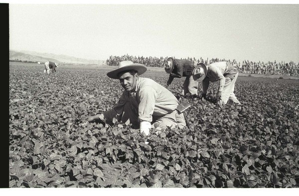 Pepper Bracero (Braceros meaning "manual worker")