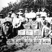 orange county immigrant workers 1920s.jpg