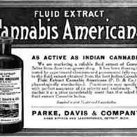 Cannabis Amaricana.jpg