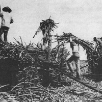 Chinese plantation 3.jpg