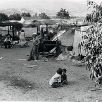 Mexican apricot pickers